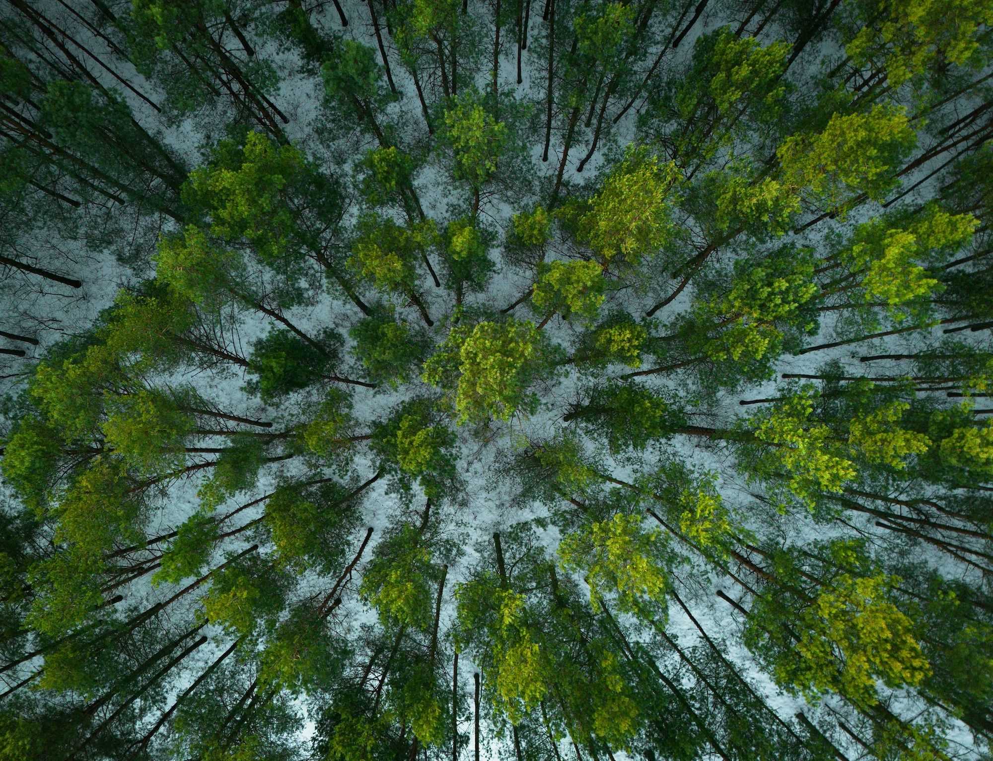 Looking straight up through a forest canopy